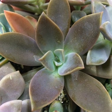 Graptoveria 'Fred Ives'