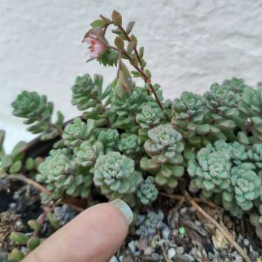 Sedum 'Versadense'