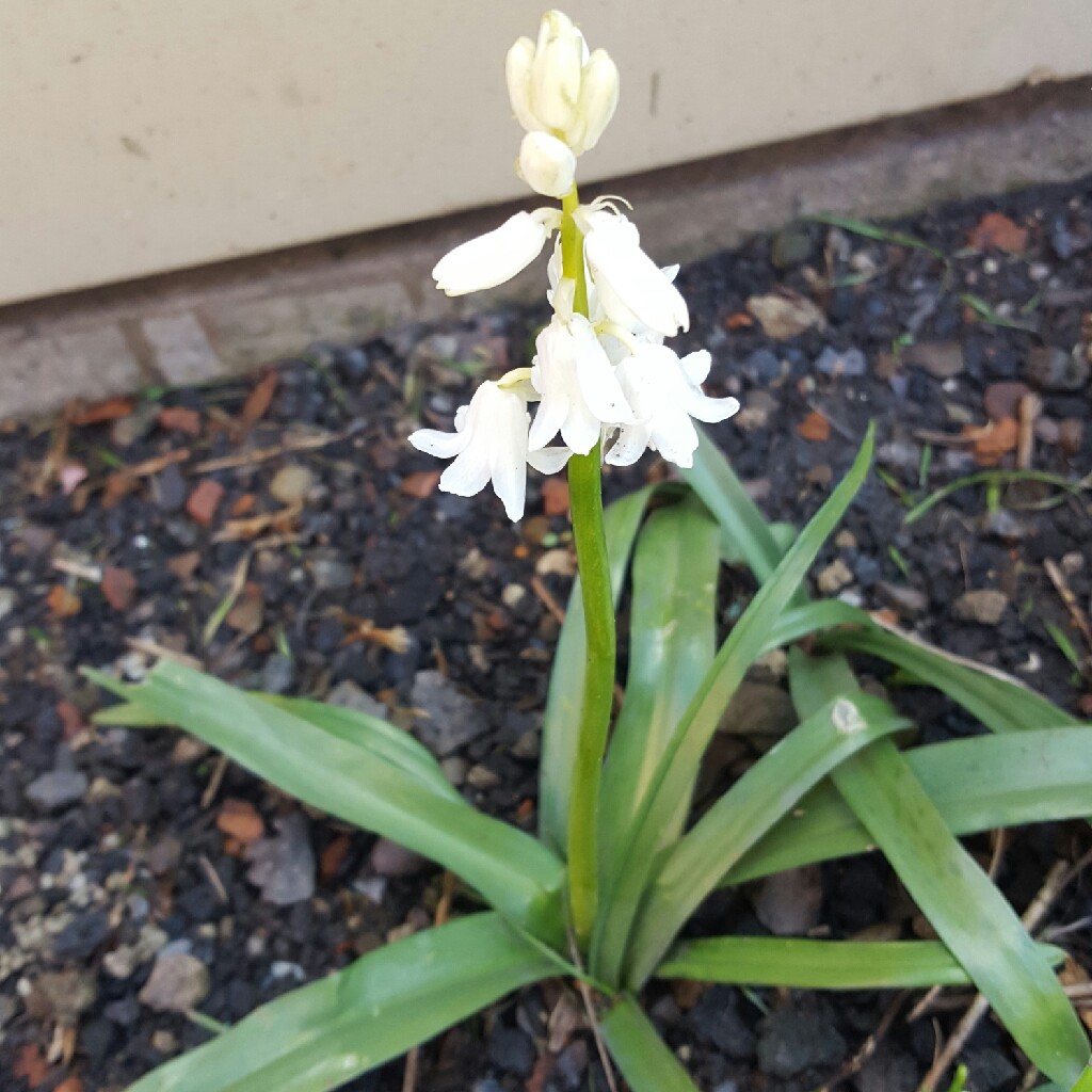 Hyacinthoides hispanica 'Alba'