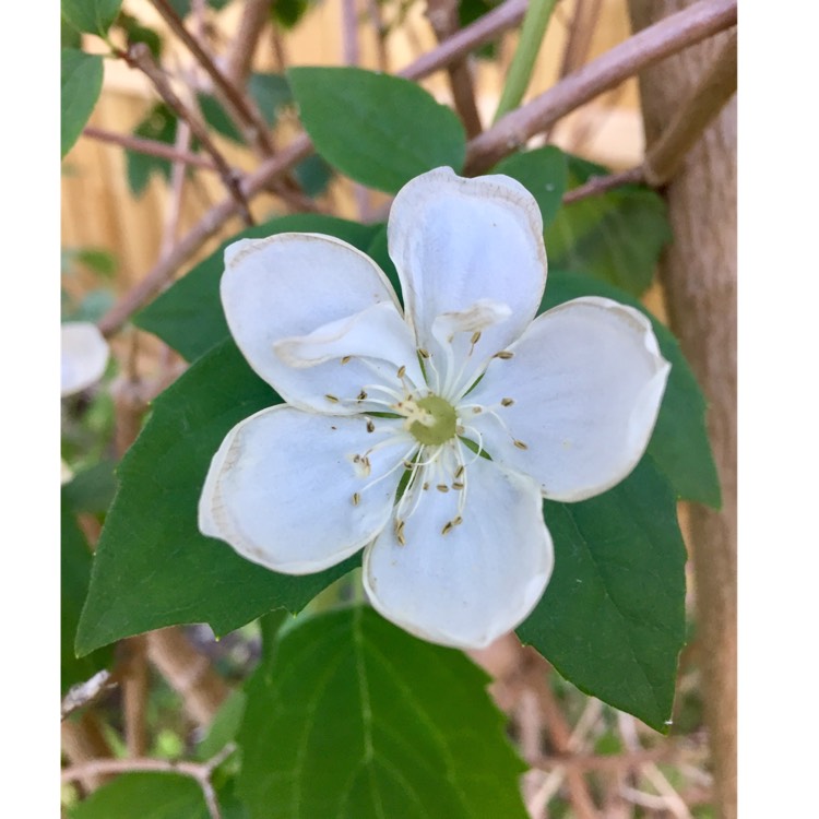 Plant image Philadelphus 'Virginal'