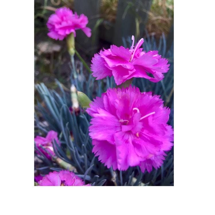 Plant image Dianthus alpinus