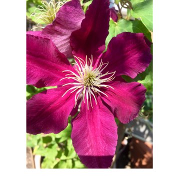 Clematis 'Warsaw Nike'