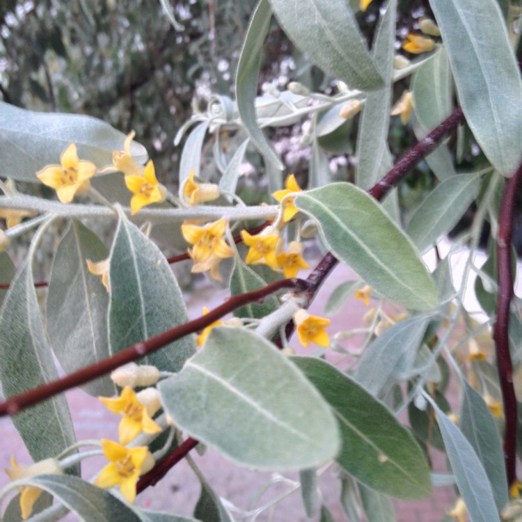 Plant image Elaeagnus umbellata