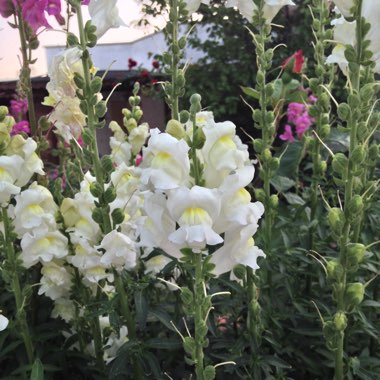 Antirrhinum