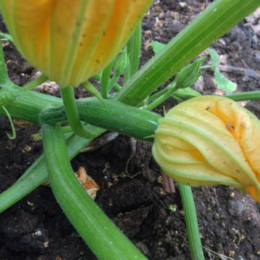 Zucchini 'Tromboncino'