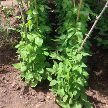 Climbing French Bean 'Purple King'