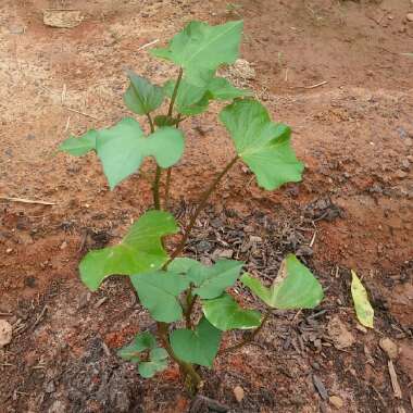 Sweet Potato