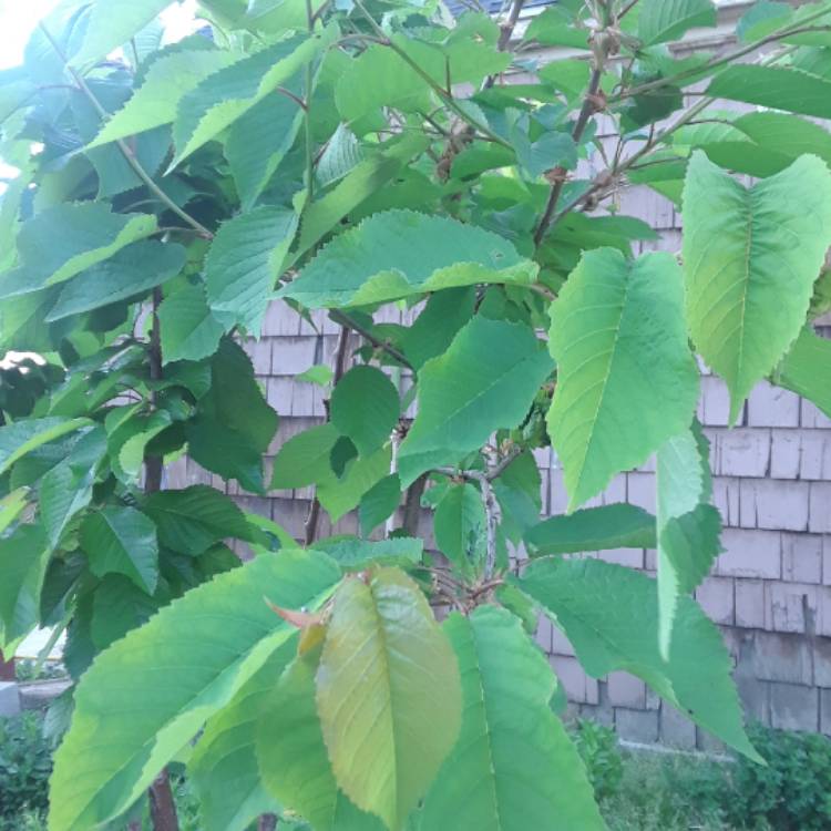 Plant image Prunus avium 'Bigarreau Napoléon'