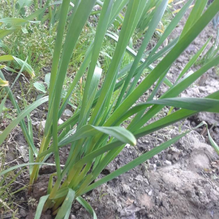 Plant image Allium porrum 'Alto'