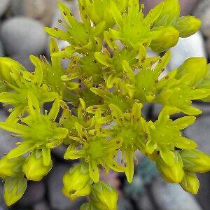 Plant image Sedum Lanceolatum