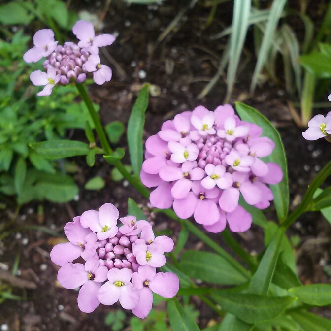 plant image 135824