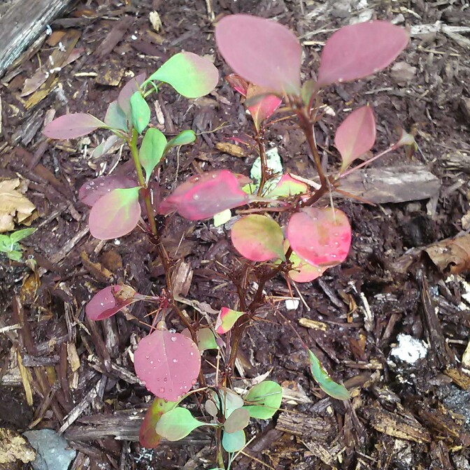 Euonymus alatus