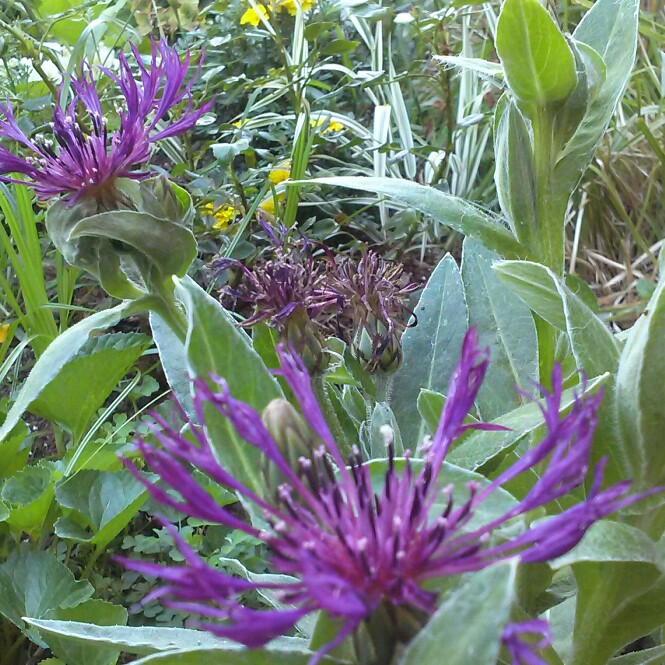 Plant image Centaurea montana 'Amethyst Dream'