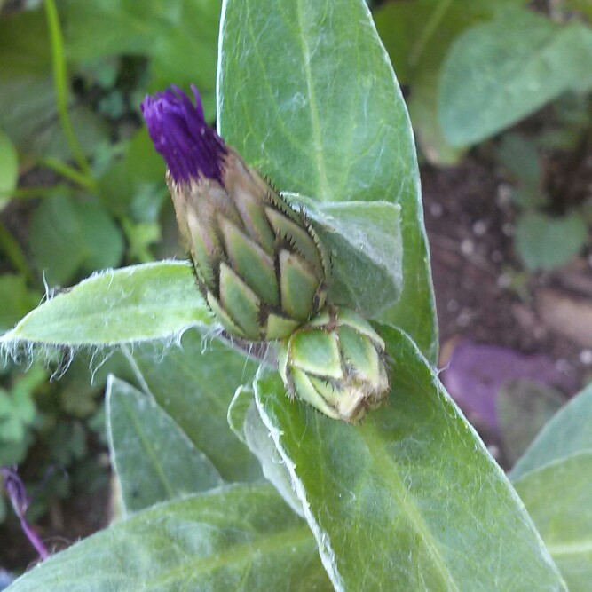 Plant image Centaurea montana 'Amethyst Dream'