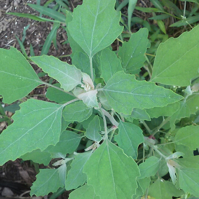 Plant image Chenopodium album