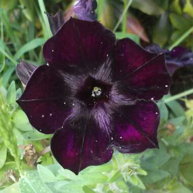 Petunia 'Sweetunia Black Satin'