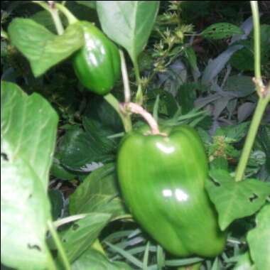 Capsicum annuum