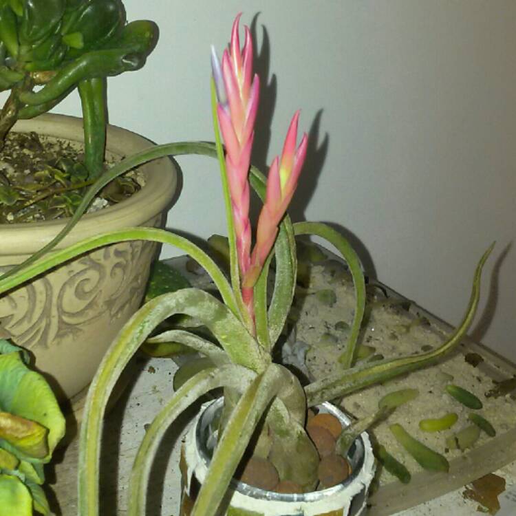 Plant image Tillandsia seleriana