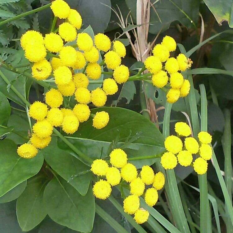 Plant image Achillea filipendulina