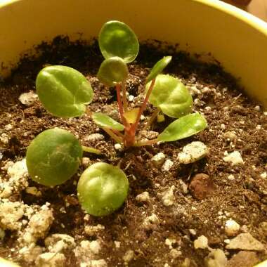 Pilea peperomioides