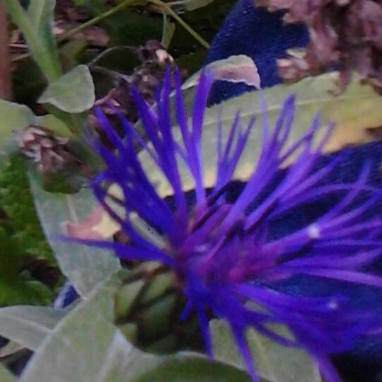 Plant image Centaurea montana 'Amethyst Dream'