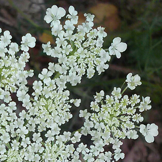 plant image 239977