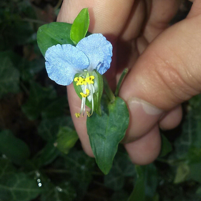 Plant image Commelina Communis