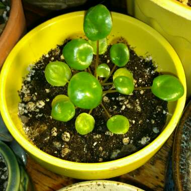 Pilea peperomioides