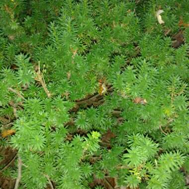 Picea glauca var. albertiana 'Conica'