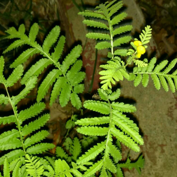 Plant image Achillea filipendulina