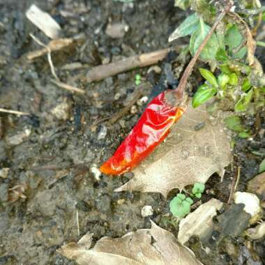 Capsicum annuum