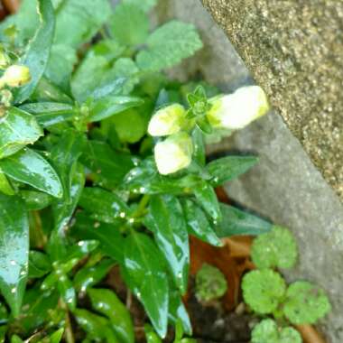 Chaenorhinum minus syn. Antirrhinum minus L.; Linaria minor