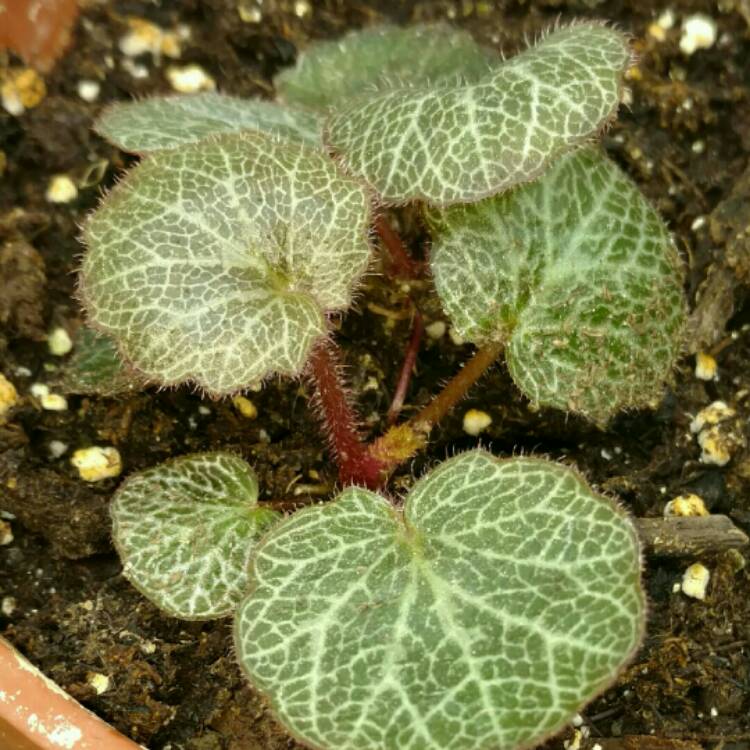 Plant image Saxifraga stolonifera