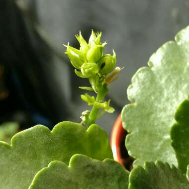 Kalanchoe Blossfeldiana