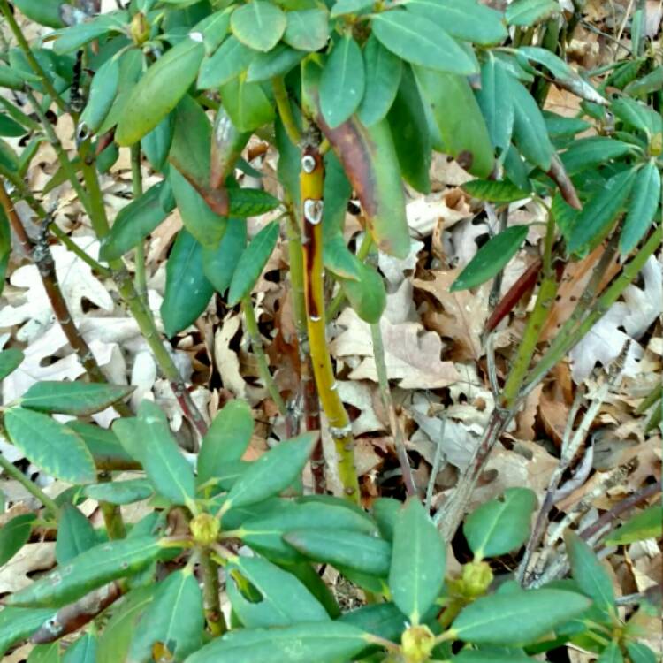 Plant image Rhododendron 'English Roseum'