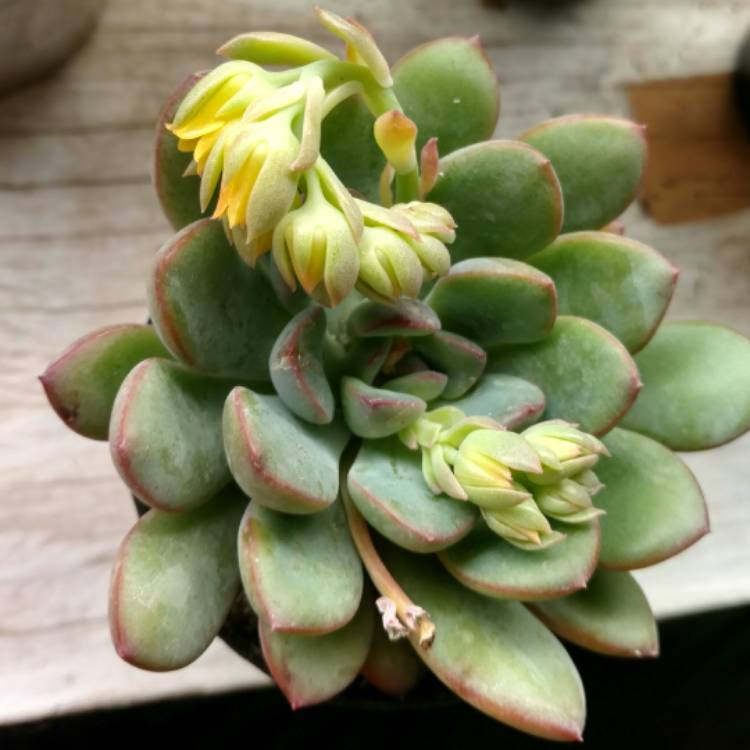 Plant image x Pachyveria Claire