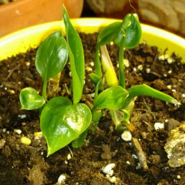 Spathiphyllum wallisii