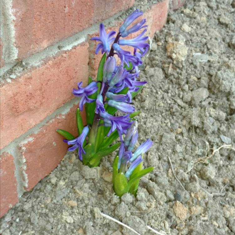 Plant image Hyacinthus orientalis 'Ostara'