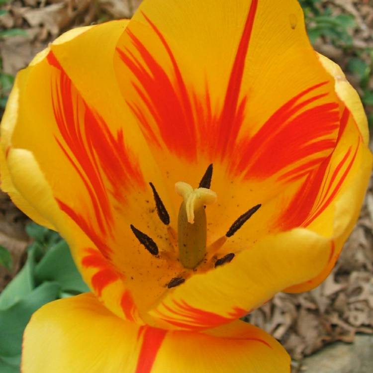 Plant image Tulipa 'Olympic Flame'