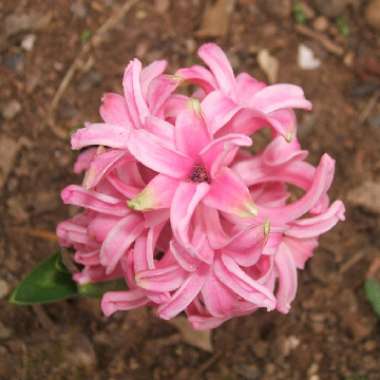 Hyacinthus orientalis 'Pink Pearl'