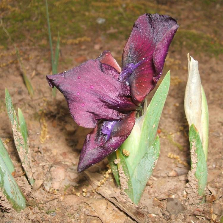 plant image 370874