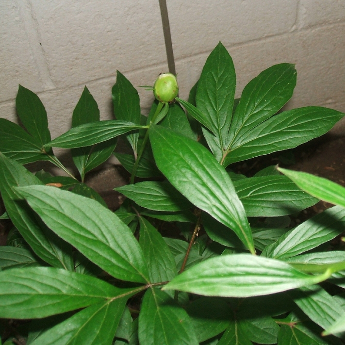 plant image 376937