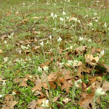 Antennaria