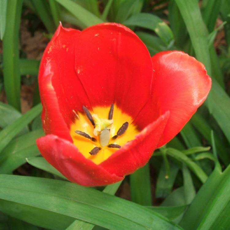 Plant image Tulipa 'Apeldoorn'