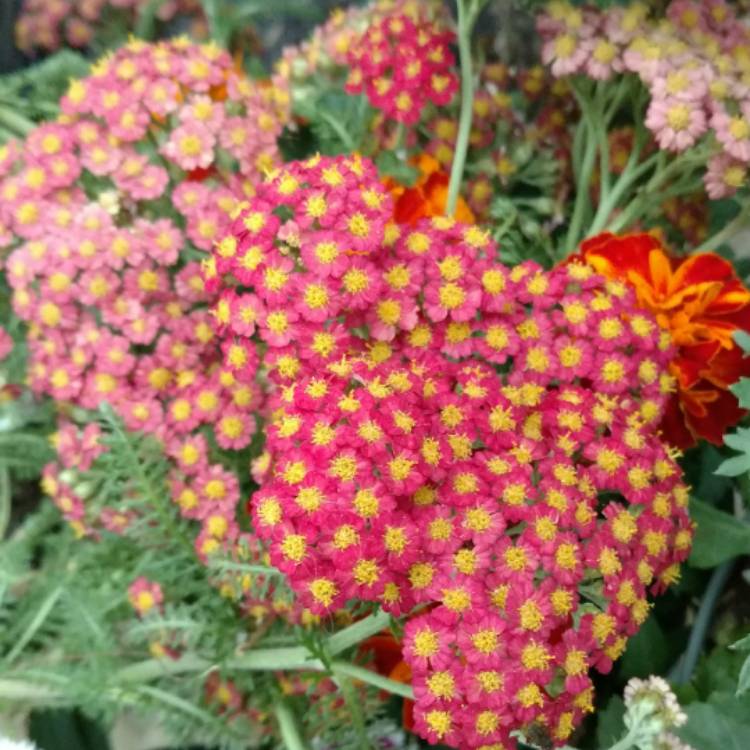 Plant image Achillea millefolium 'Paprika'