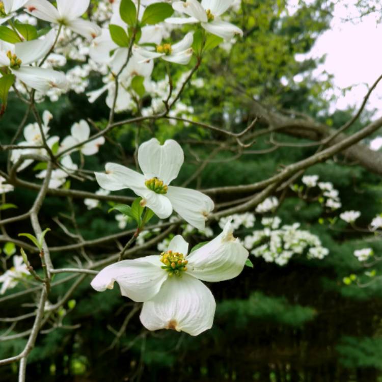 Plant image Cornus kousa 'Venus'