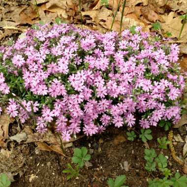 Phlox subulata 'Emerald Cushion' syn. Phlox subulata 'Emerald Cushion Pink', Phlox subulata 'Emerald Pink'