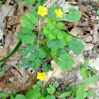 Oxalis stricta