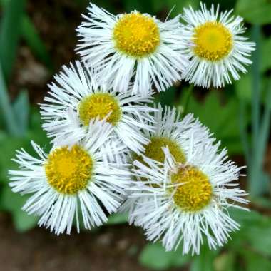 Erigeron annuus