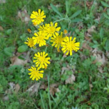 Hieracium caespitosum